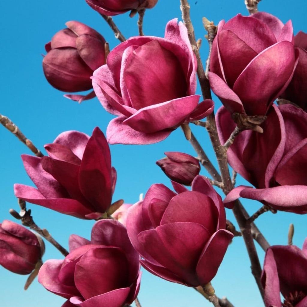 Magnolia, Tuin en Terras, Ophalen