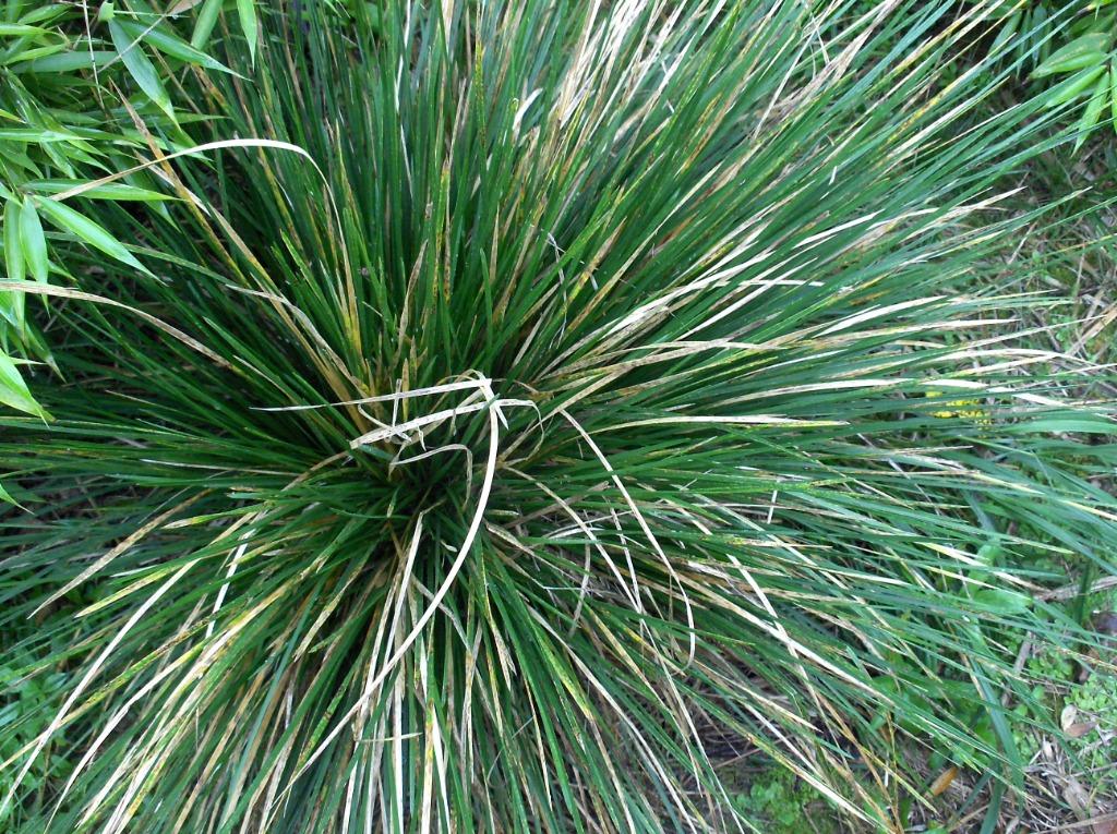 Siergras Deschampsia cespitosa smele, Ophalen, Vaste plant, Bodembedekkers