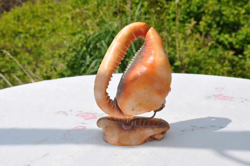 §  coquillage double, Enlèvement ou Envoi, Coquillage(s)
