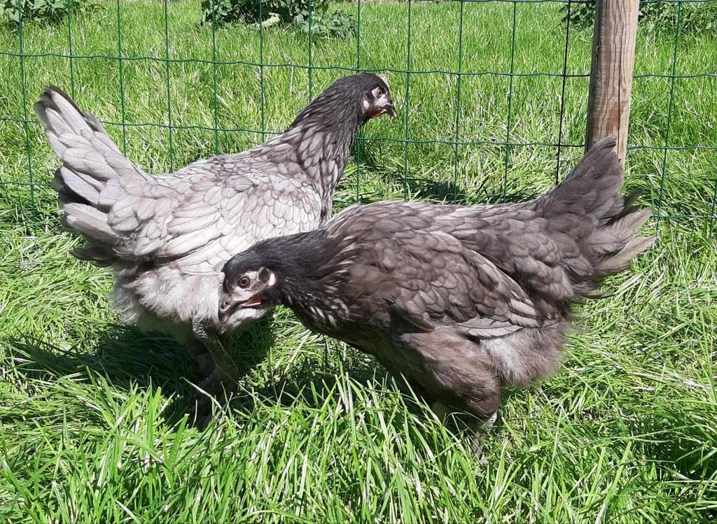 Kippen bleu de lande jonge hennen beschikbaar, Dieren en Toebehoren, Pluimvee, Vrouwelijk, Kip