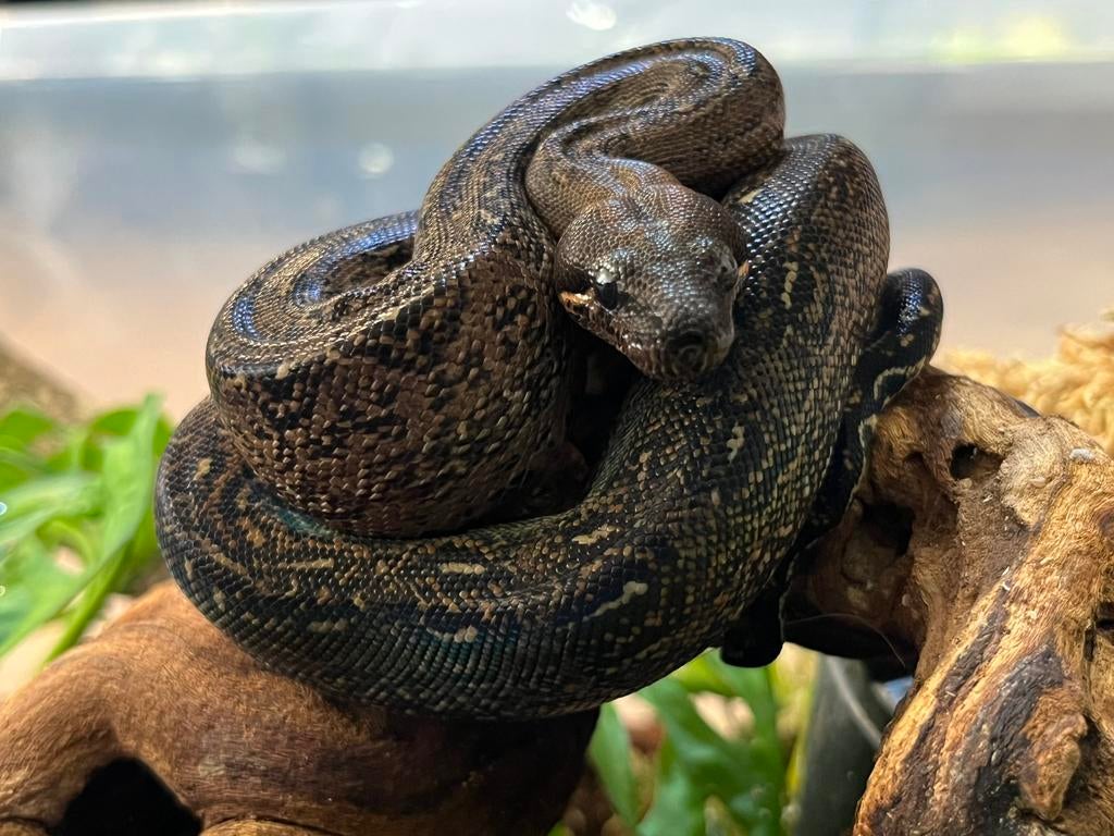 Boa Constrictor, Serpent, Domestique, 0 à 2 ans