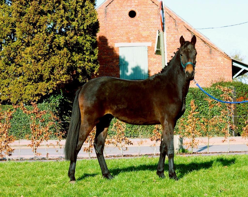 Brave ruin, Dieren en Toebehoren, Paarden, Ruin, Z