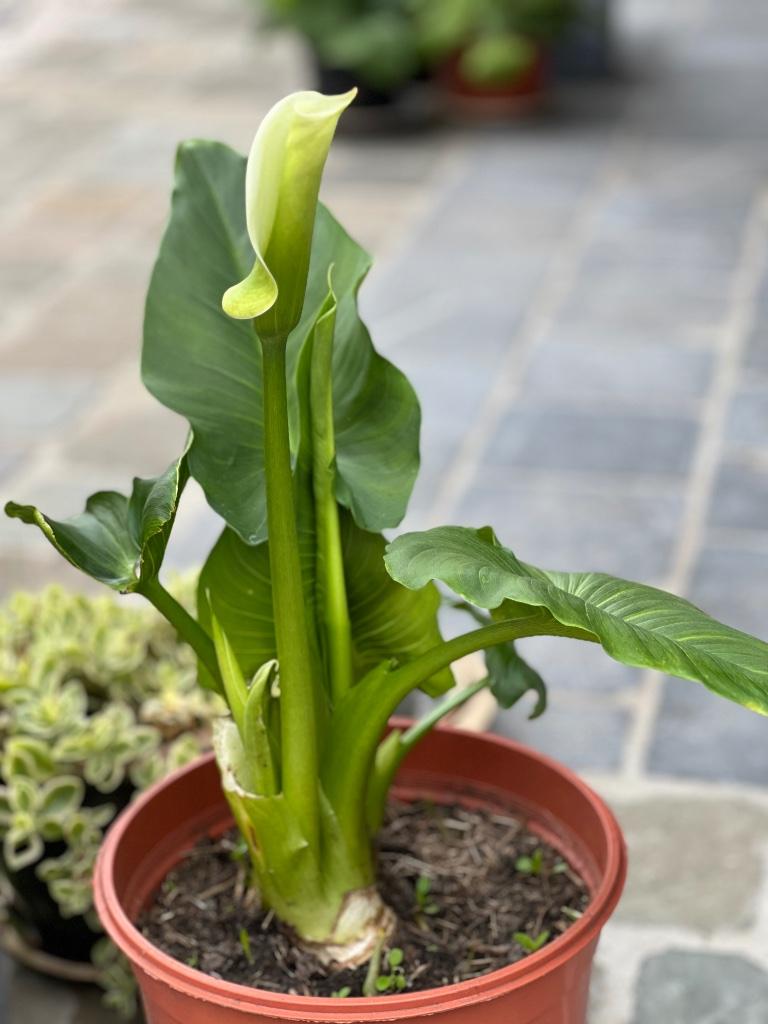 Verschillende Planten, Enlèvement