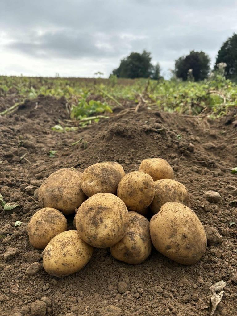 Alegria aardappelen, Ophalen