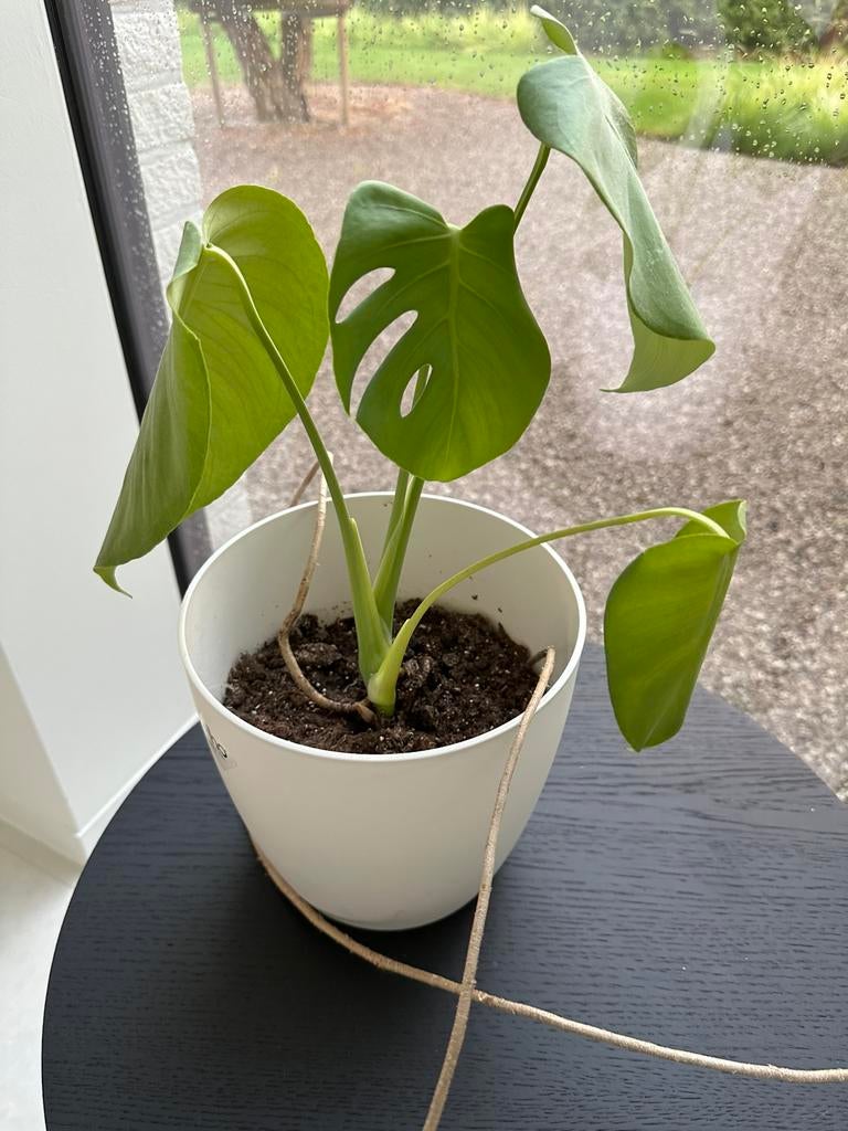 Kamerplant monstera deliciosa, Huis en Inrichting, Kamerplanten, Ophalen