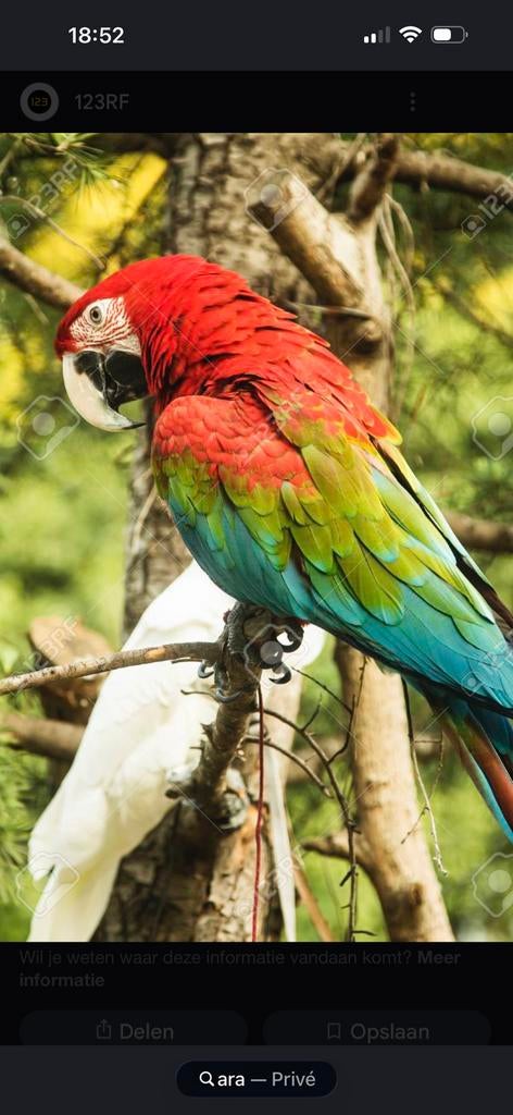 Broedpop ara gezocht, Dieren en Toebehoren, Vogels | Parkieten en Papegaaien, Vrouwelijk, Papegaai, Geringd