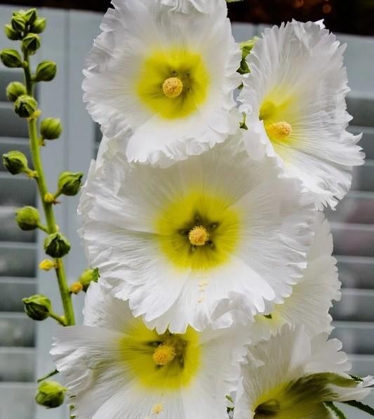 Graines de rose trémière blanche Alcea, récolte 2025, Enlèvement ou Envoi, Toute l'année, Graine