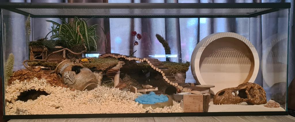 Glazen hamsterkooi zonder schuifruiten en zonder plateau, Minder dan 60 cm, Ophalen of Verzenden, Minder dan 75 cm, Nieuw