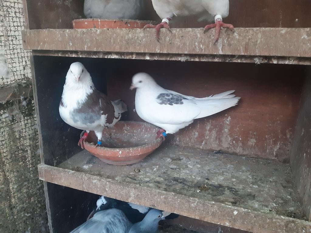 Pigeon iranien