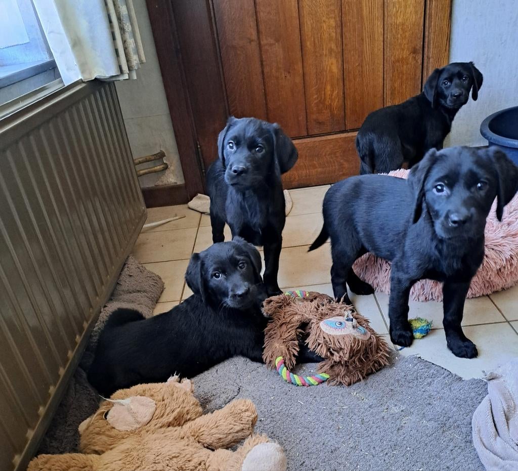 Lieve retriever pups op boerderij geteste ouders, Dieren en Toebehoren, Parvo, België, 8 tot 15 weken, Labrador retriever