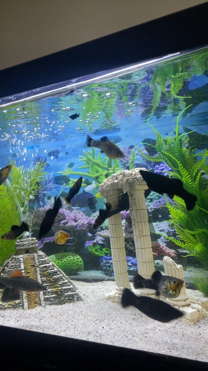 Baby guppy’s en molly s, Poisson