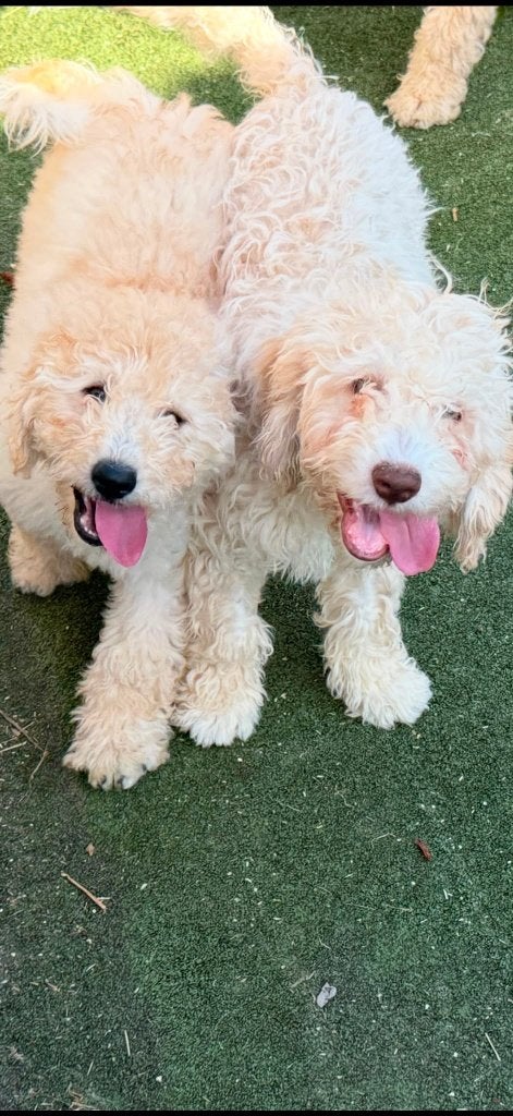 Chiens hypoallergéniques : Labradoodle et Lagotto, Animaux & Accessoires, Chien (mâle), Hépatite contagieuse (maladie de Rubarth)