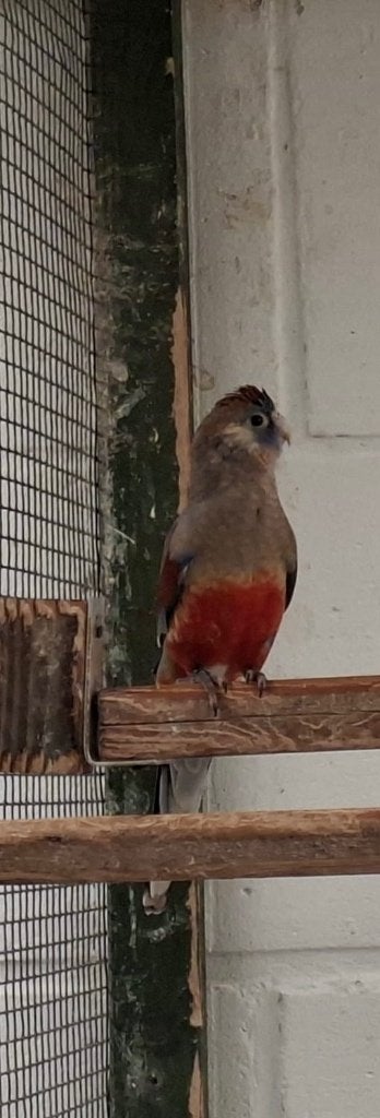 Blue Bonnet, Bagué