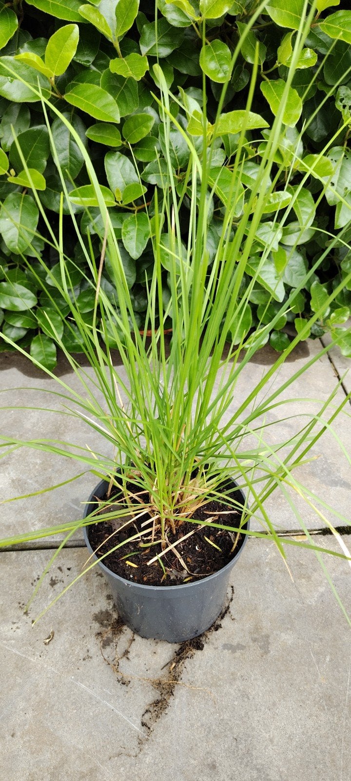 Sesleria autumnalis, Tuin en Terras, Planten | Tuinplanten, Ophalen, Zomer