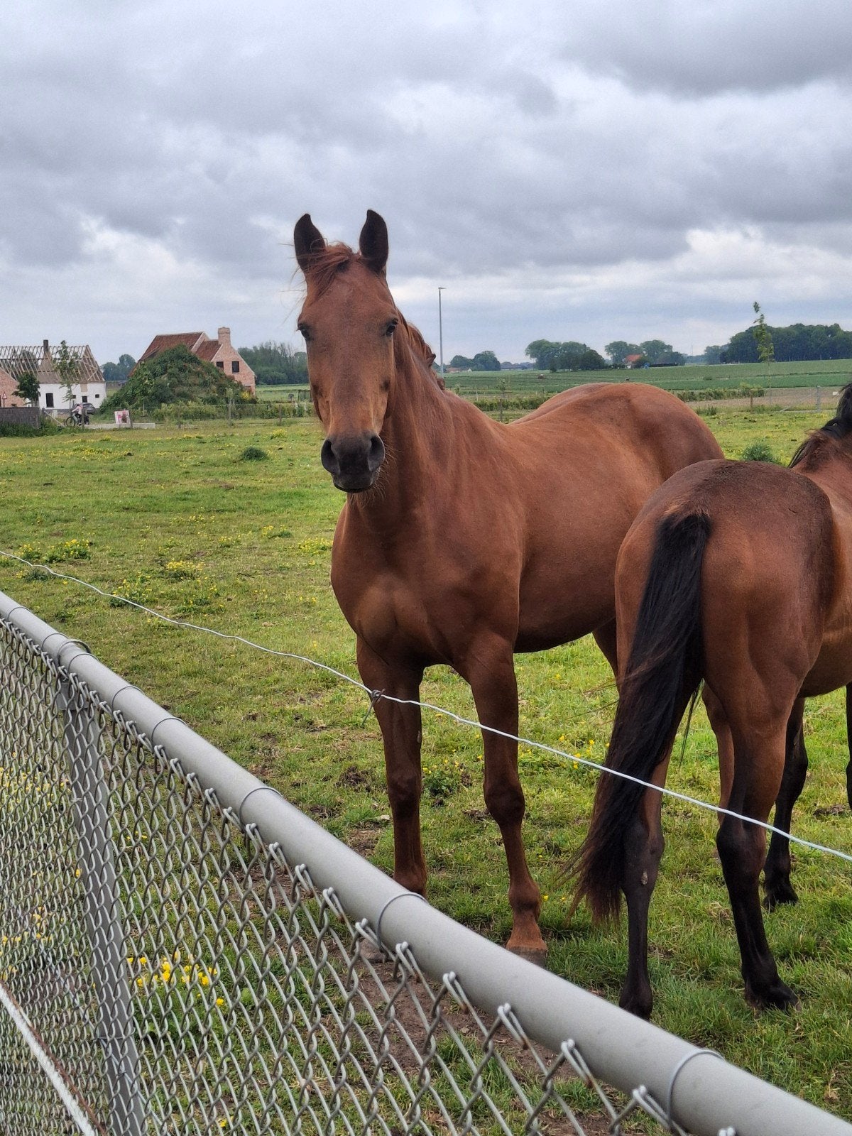 7j merrie, Dieren en Toebehoren, Hengst, Onbeleerd