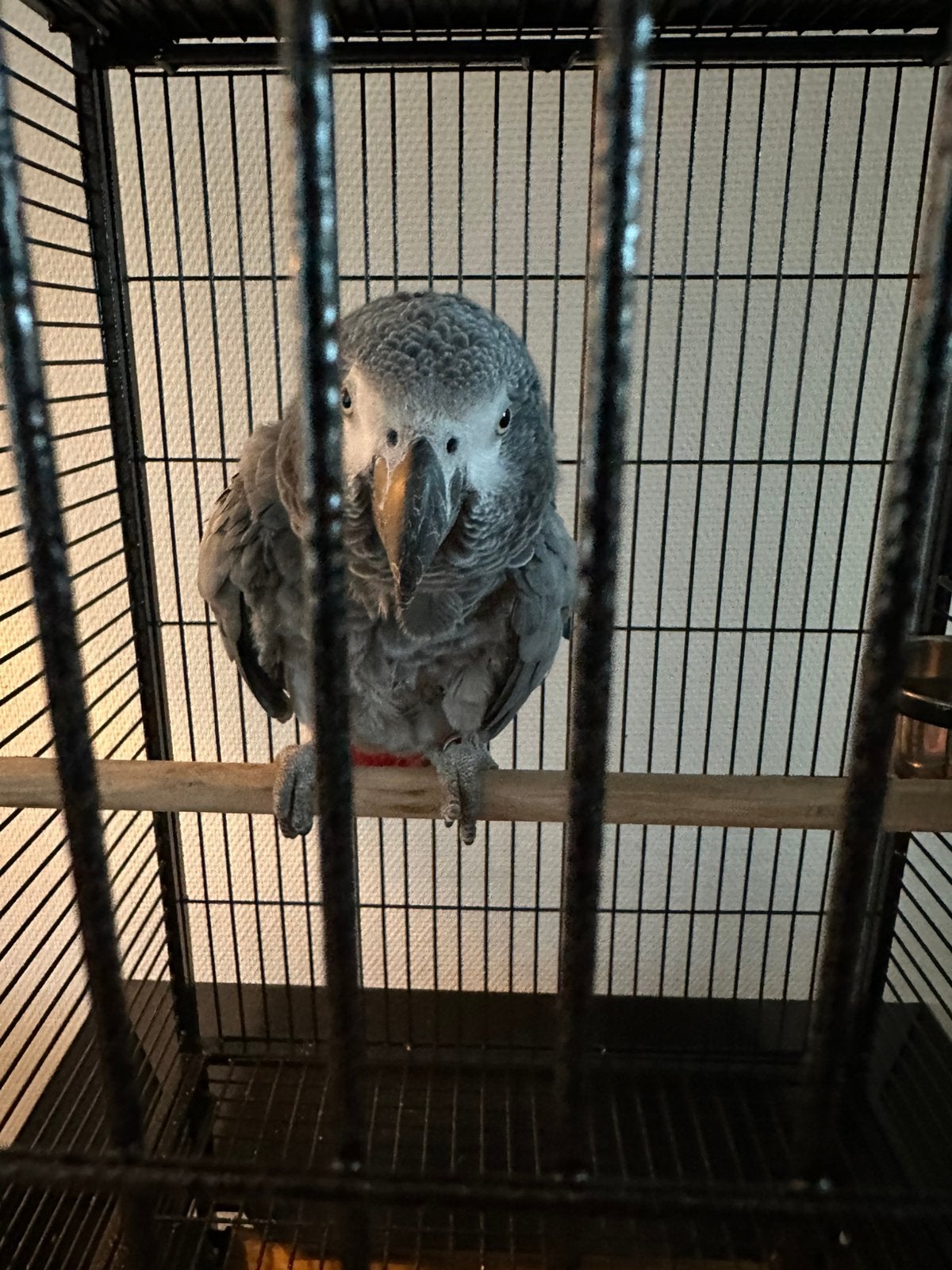 Grijze rood staart papegaai olly, Dieren en Toebehoren, Papegaai
