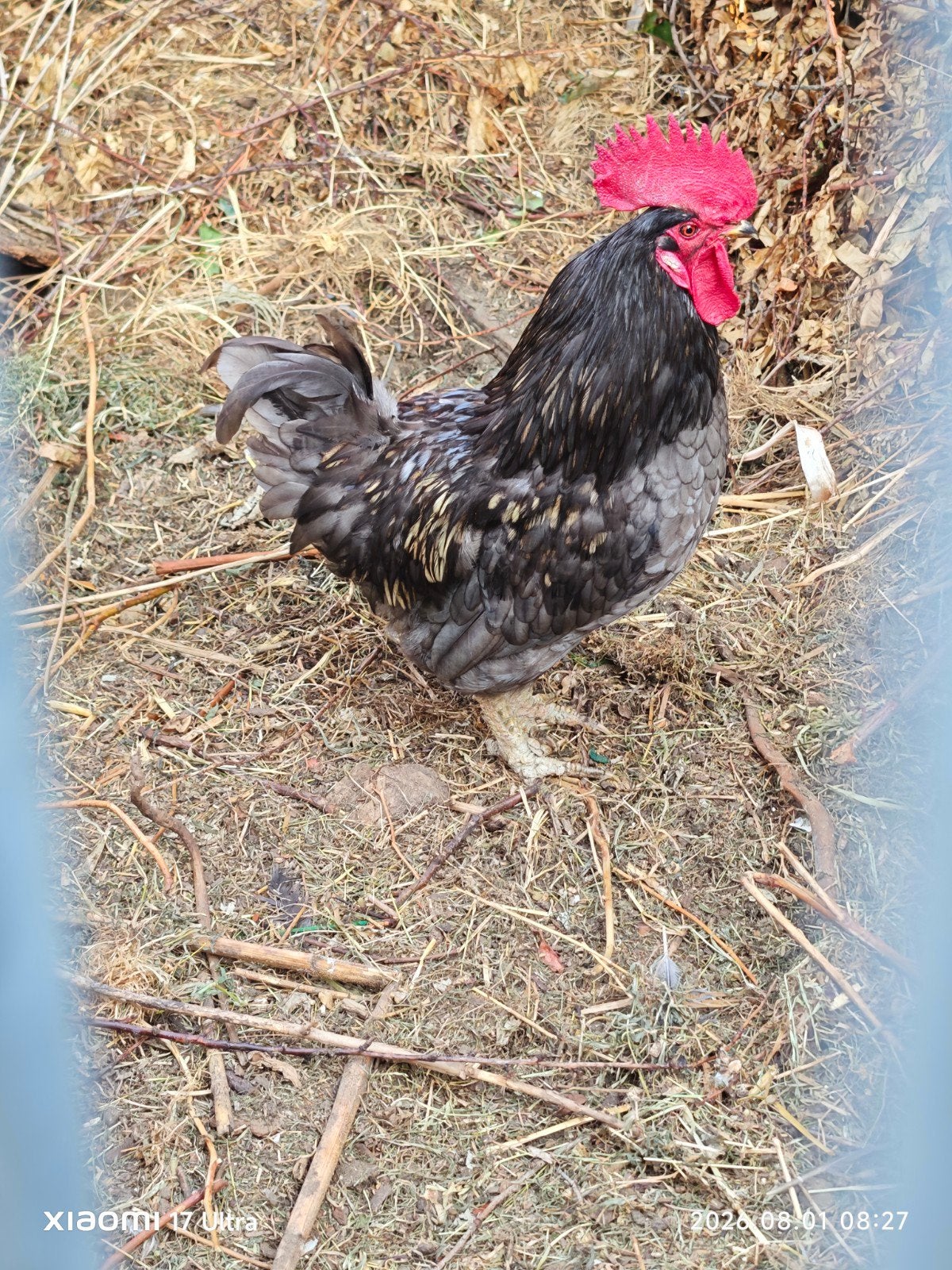 coq de deux ans .., Animaux & Accessoires