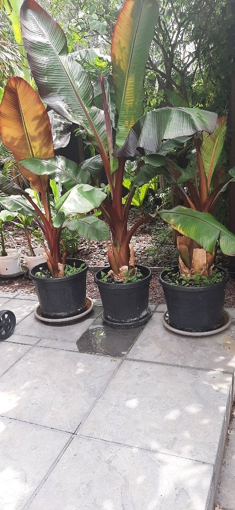 Rode banaan en exoten te koop, Enlèvement
