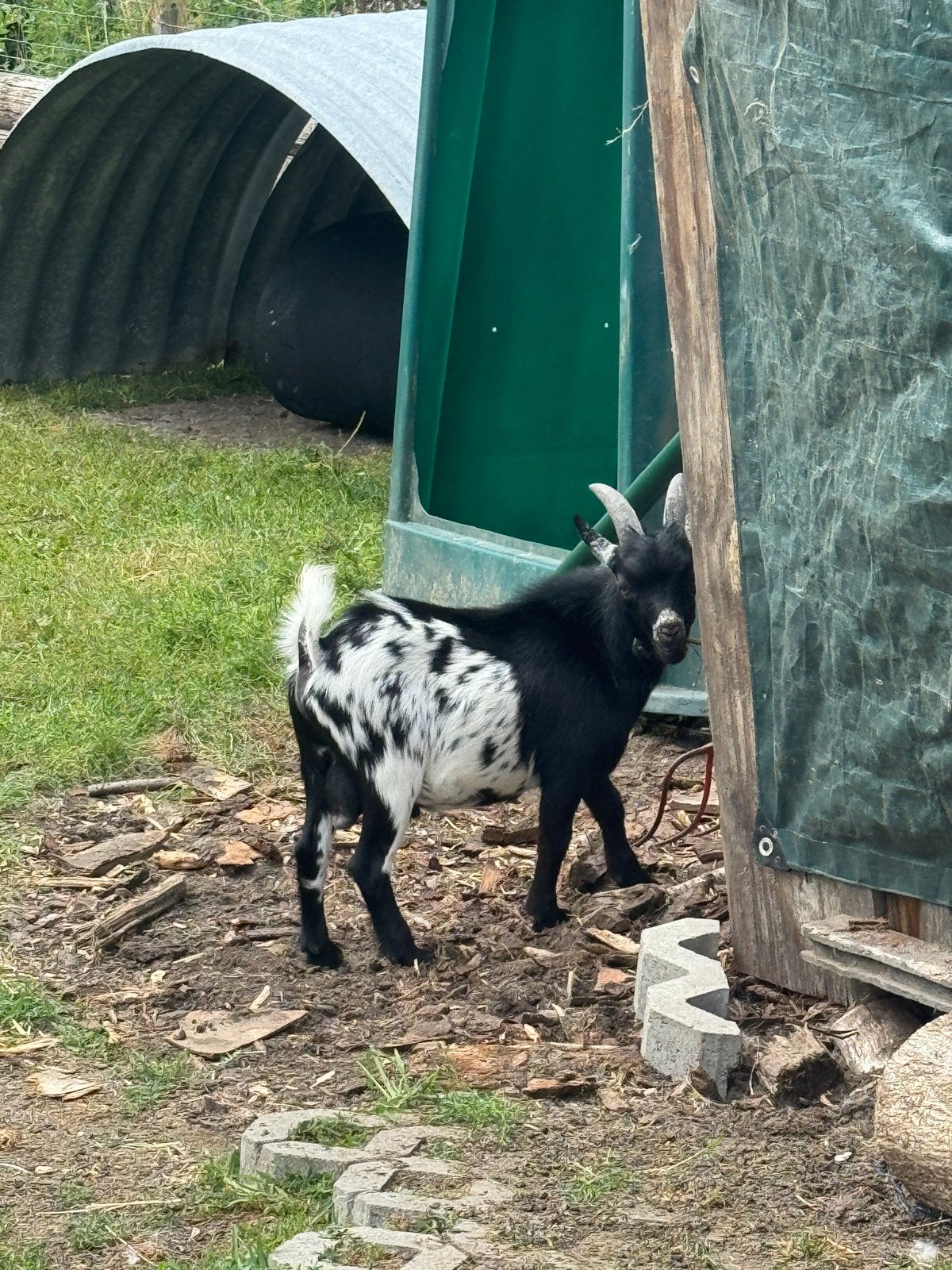 Mini stippel bokje, Dieren en Toebehoren