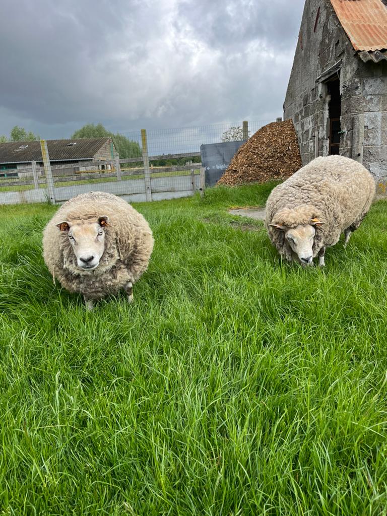 Ooien te koop (doe een bod), Dieren en Toebehoren, Schapen, Geiten en Varkens