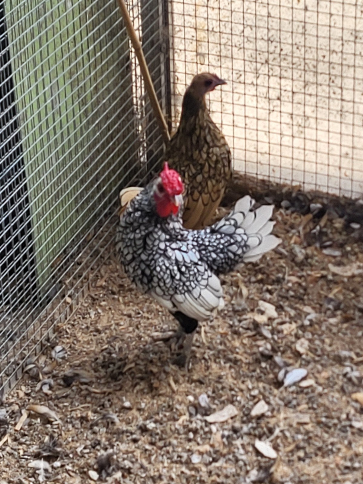 jonge koppels sebrights, Dieren en Toebehoren, Pluimvee, Meerdere dieren, Kip