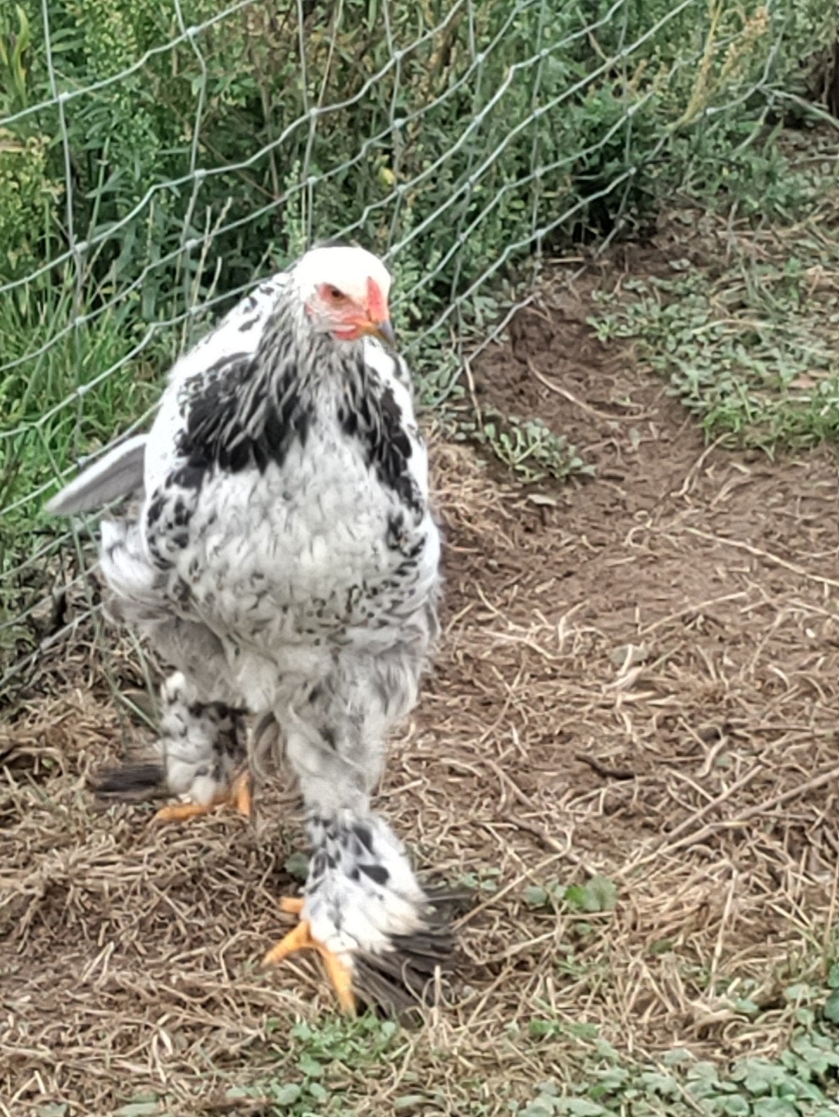 brahma haan, Dieren en Toebehoren, Mannelijk, Kip