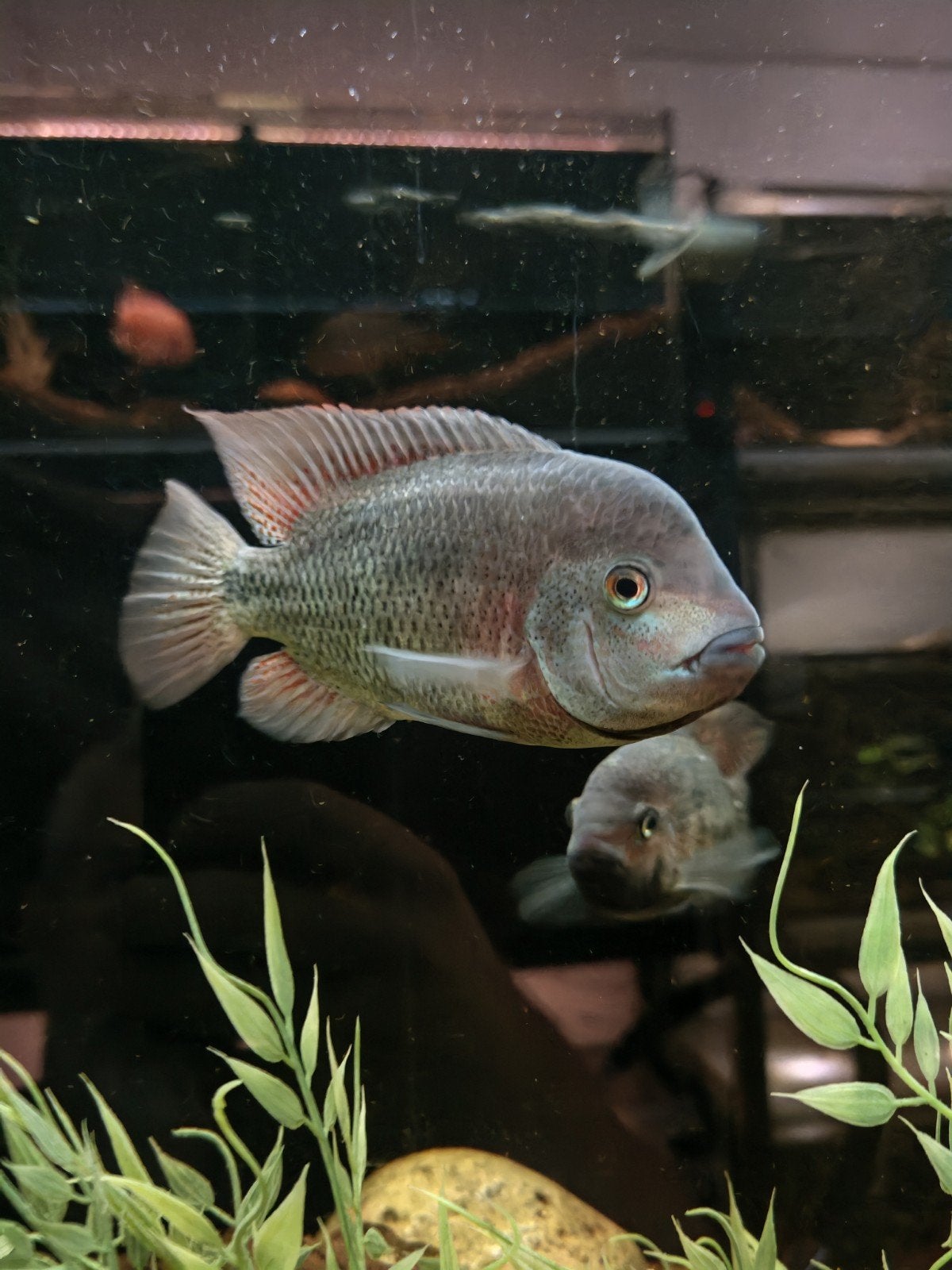 tricot Dohri Trio F2 1 m, Animaux & Accessoires, Poissons | Poissons d'aquarium