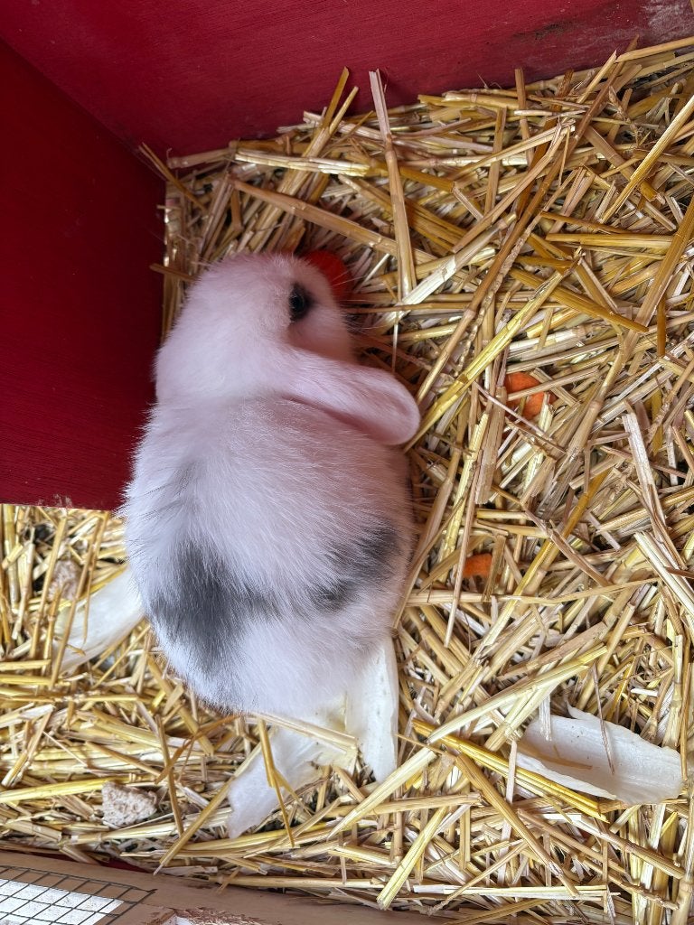 Konijn, Femelle, Petit, Oreilles tombantes, 0 à 2 ans