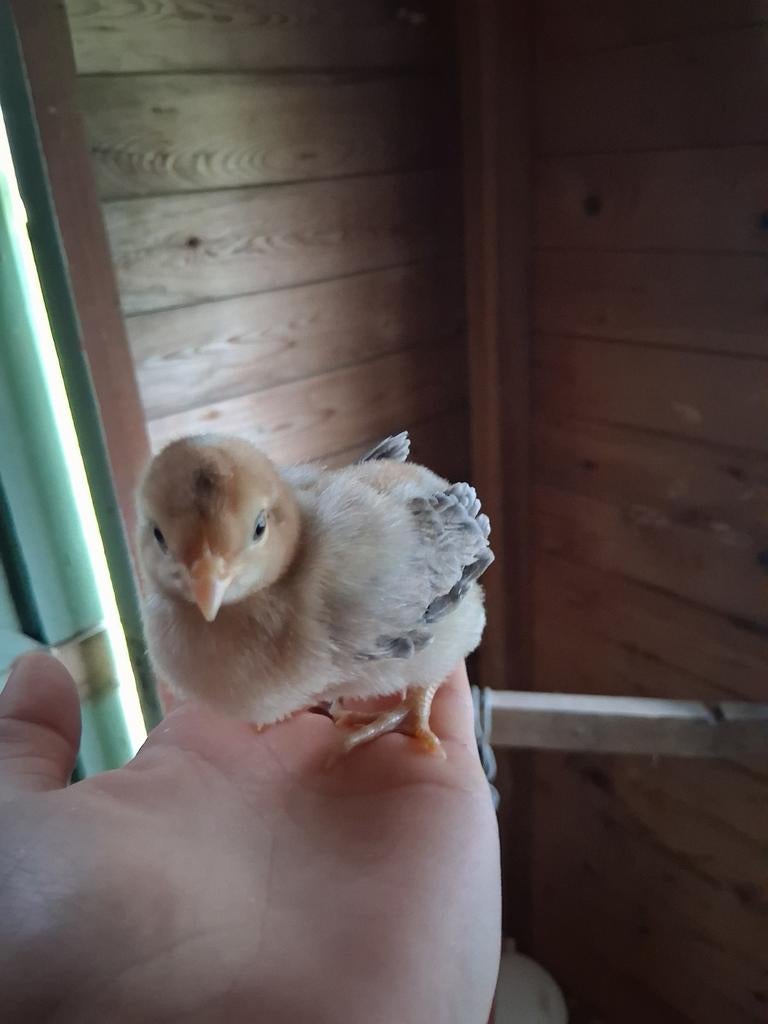 2 poussins de Pâques à vendre, Plusieurs animaux, Poule ou poulet