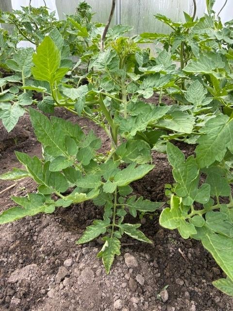 Tomaat en komkommerplanten, Jardin & Terrasse, Plantes | Jardin, Annuelle, Plein soleil, Été, Enlèvement