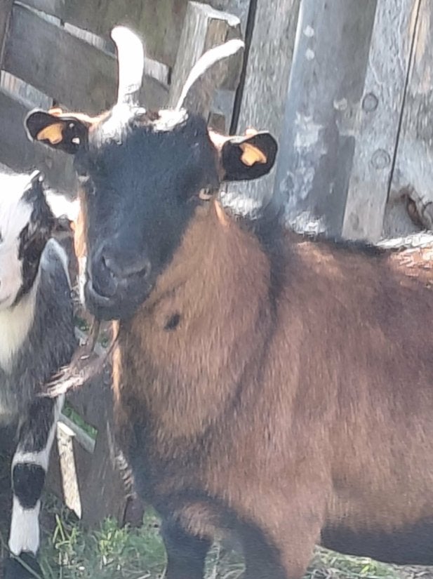 Te koop dwerggeitjes, Dieren en Toebehoren, Mei, Vrouwelijk