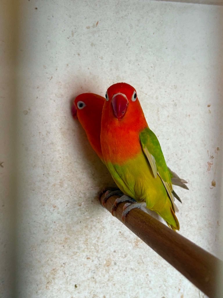 agapornis, Animaux & Accessoires, Oiseaux | Perruches & Perroquets, Perroquet nain ou Inséparable, Bagué