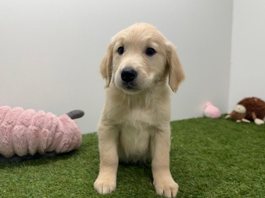 Nid de Golden Retriever, Animaux & Accessoires, Golden retriever, Maladie de Carré (chiens), Plusieurs, Belgique
