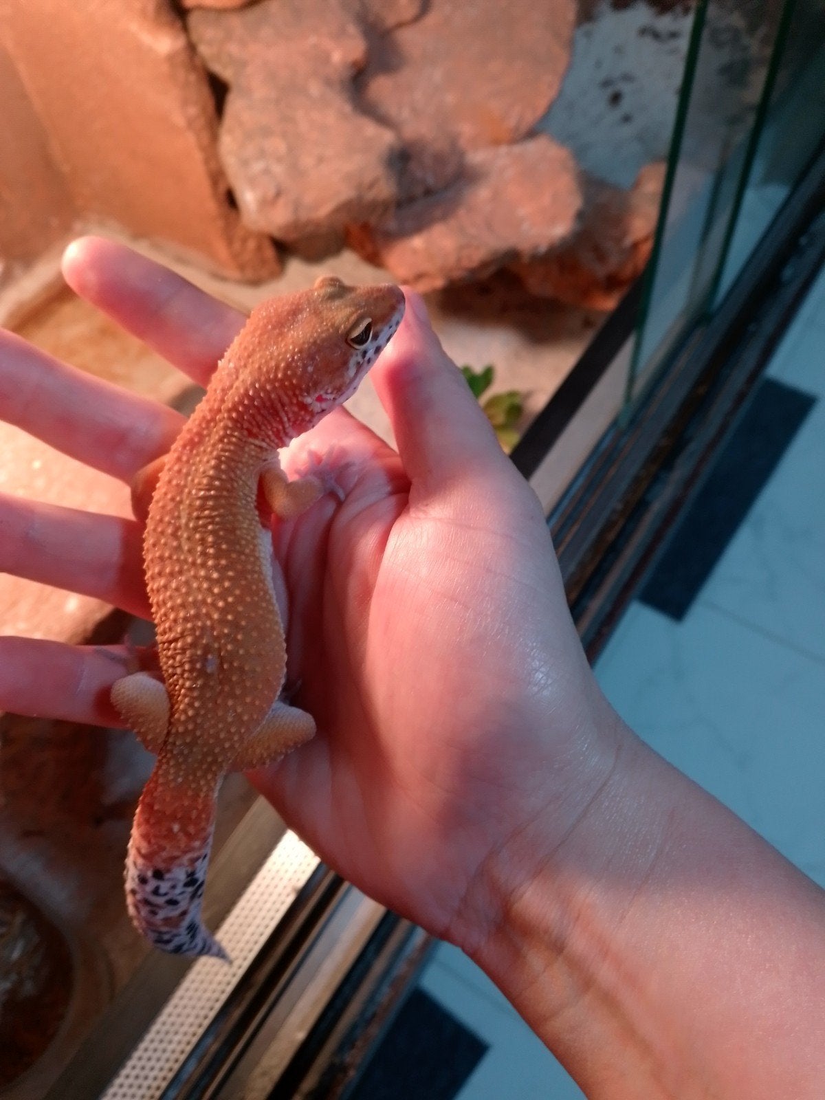 Luipaardgekko, Animaux & Accessoires, Reptiles & Amphibiens