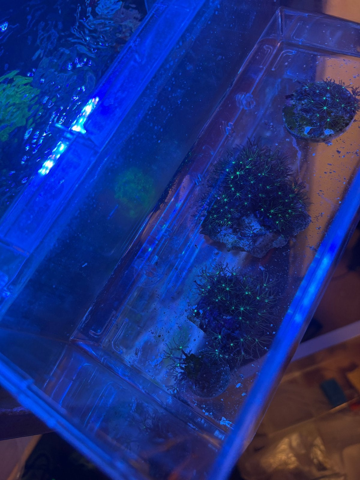 Briareum sp Green, Animaux & Accessoires, Poissons | Poissons d'aquarium, Autres types, Poisson de mer