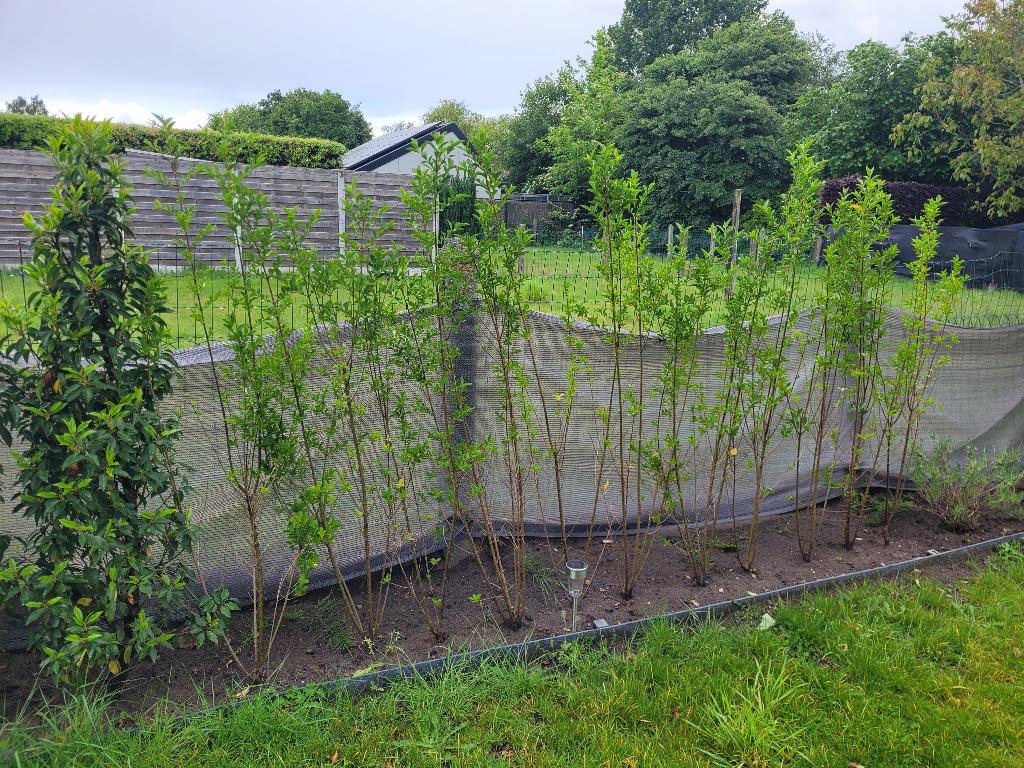 Ligustrum haagplanten, Enlèvement, Troène, Haie, 100 à 250 cm