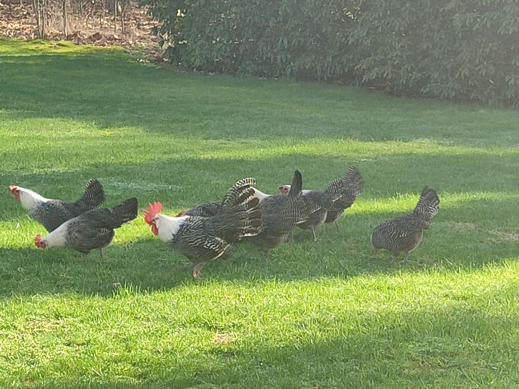 campines / kempische hoen, Dieren en Toebehoren, Vrouwelijk, Kip