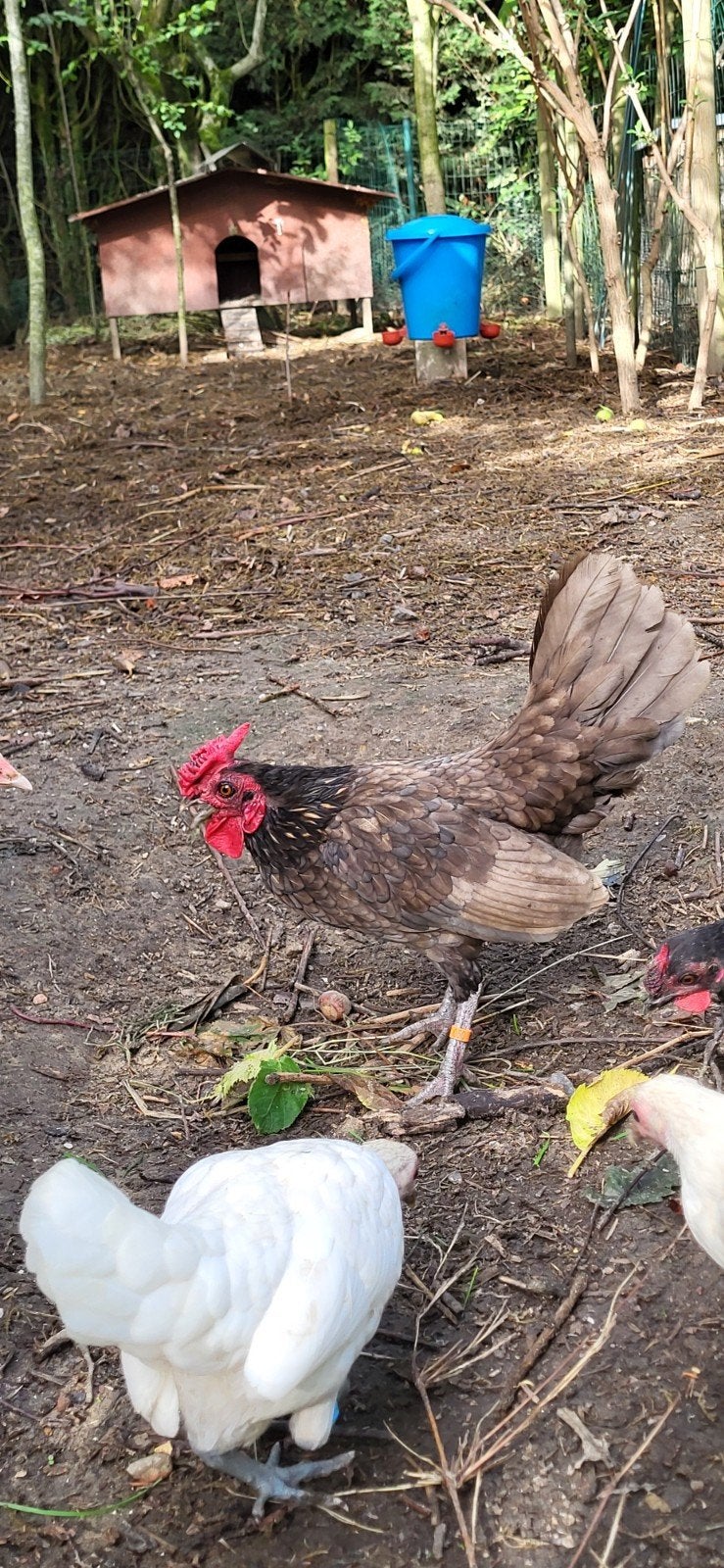 sebright blauw grijs haantje, Dieren en Toebehoren