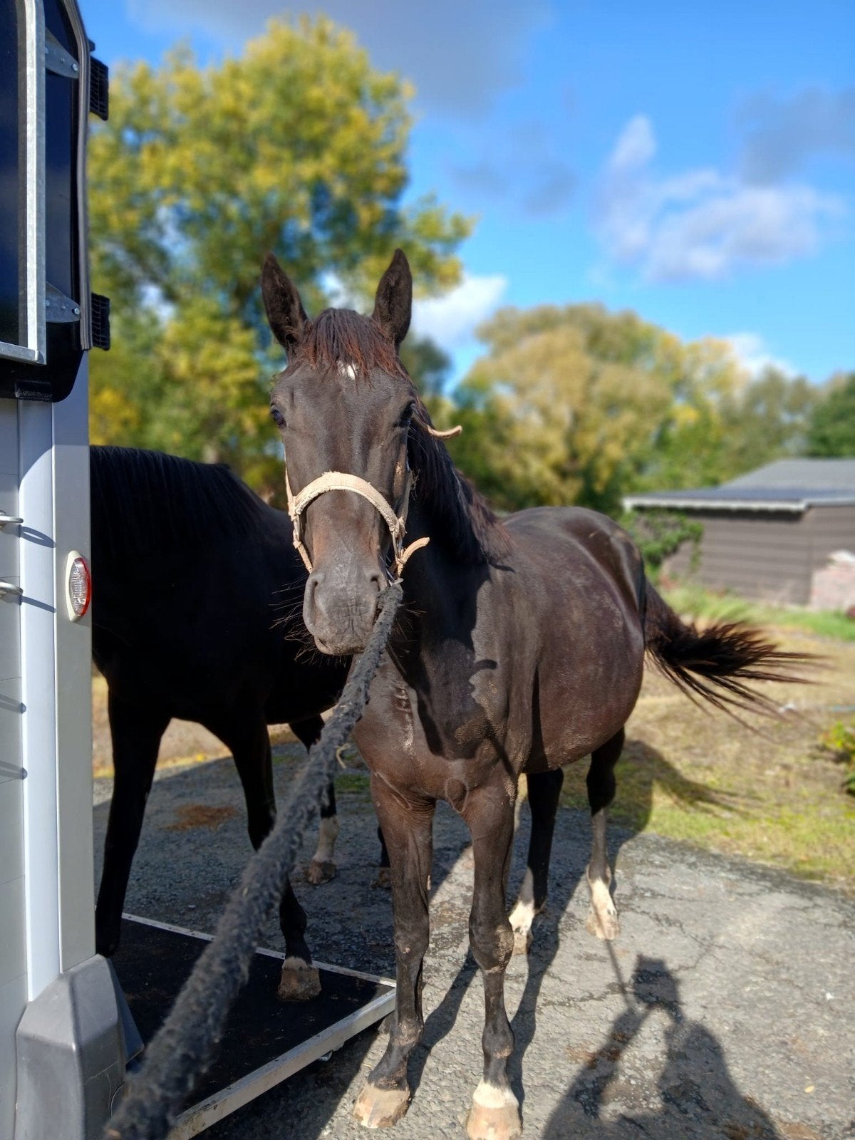 ️ Veelbelovend 2-jarig merrieveulen — Darwin Z x Argentinus, Dieren en Toebehoren, Merrie, Springpaard, Met stamboom, 0 tot 2 jaar
