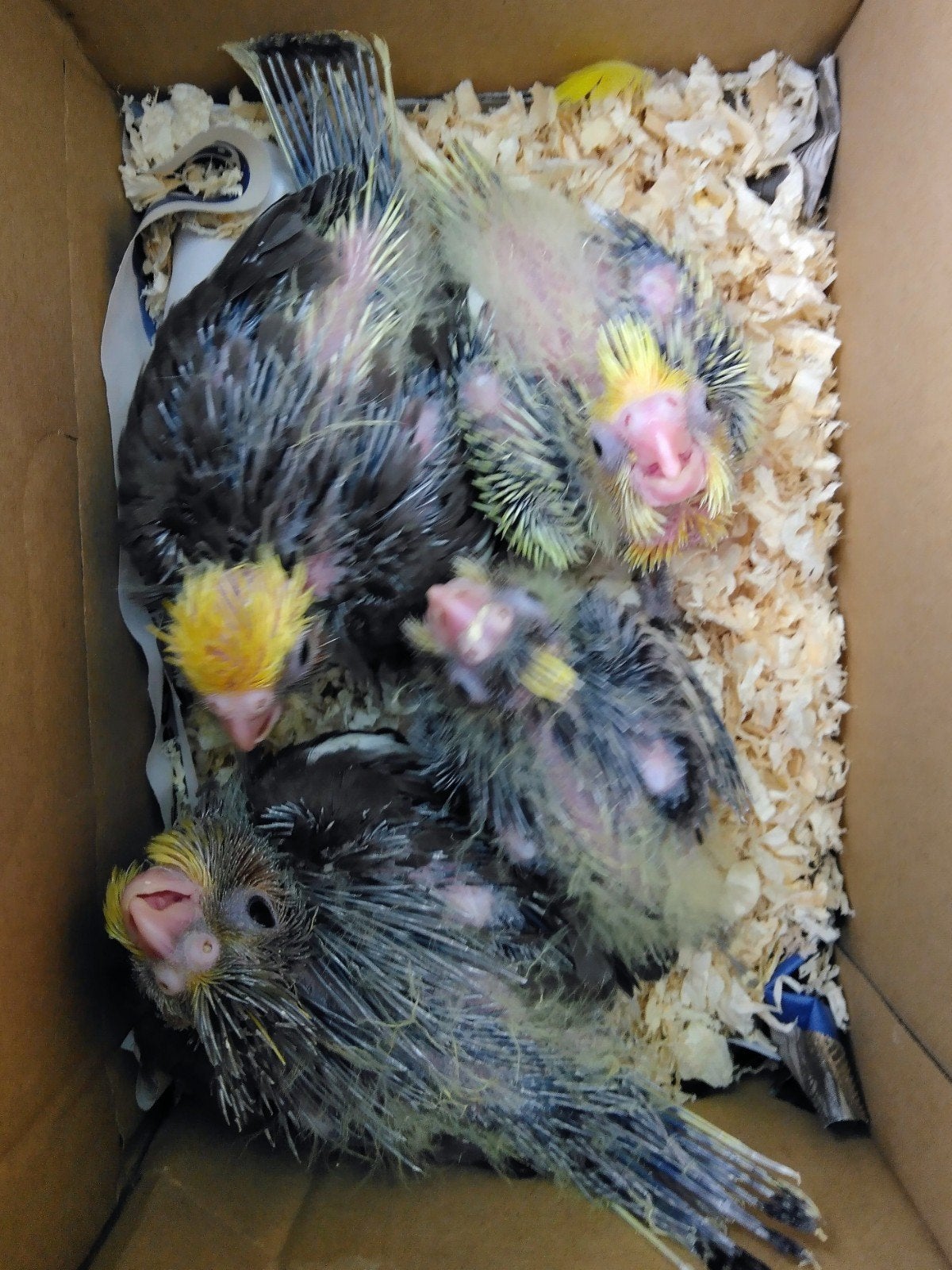 valkparkietje's....... Handopfok !!!, Dieren en Toebehoren, Vogels | Parkieten en Papegaaien, Parkiet, Geringd