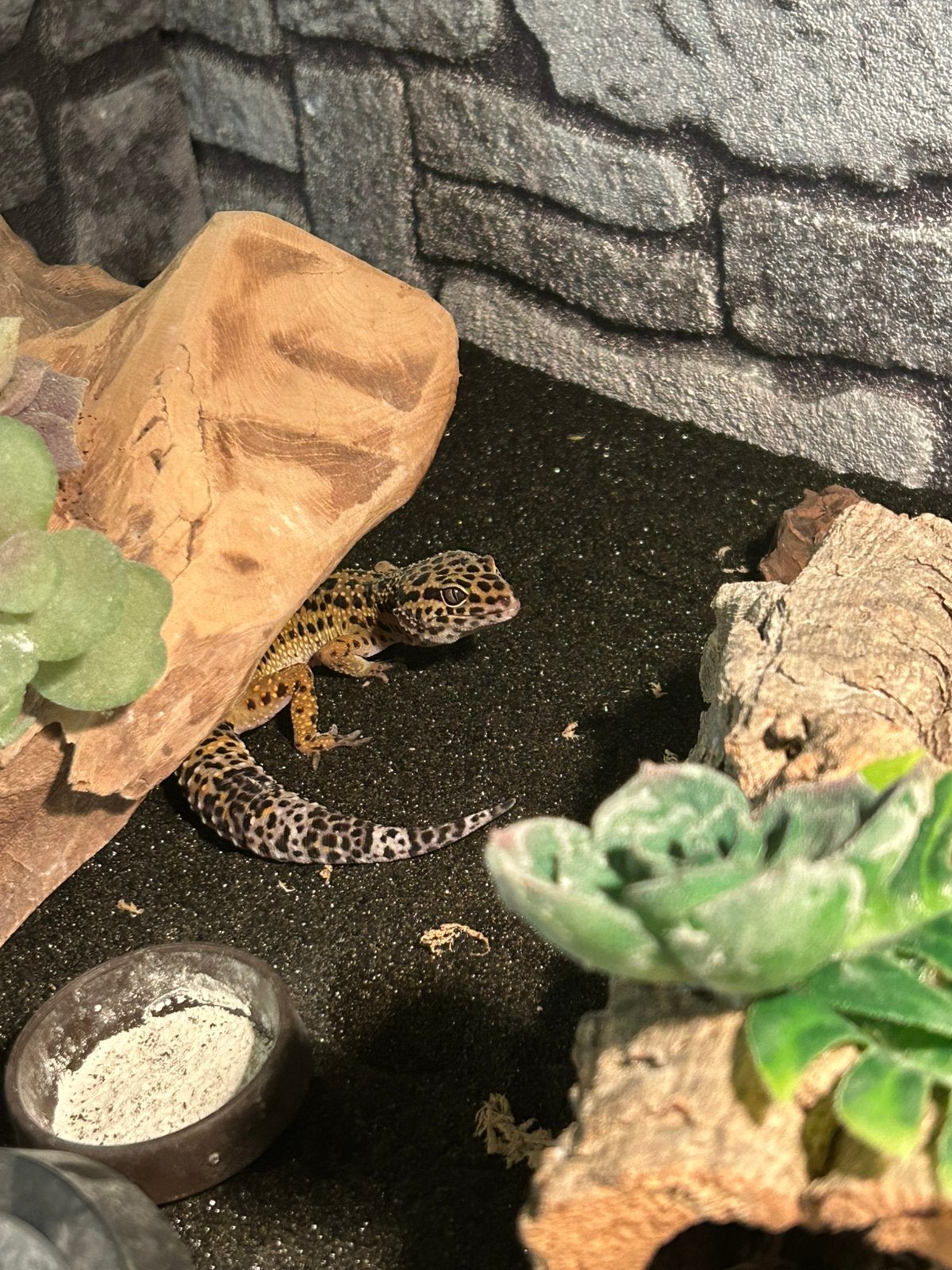 Luipaardgecko’s incl deco en terrarium te koop, Tam