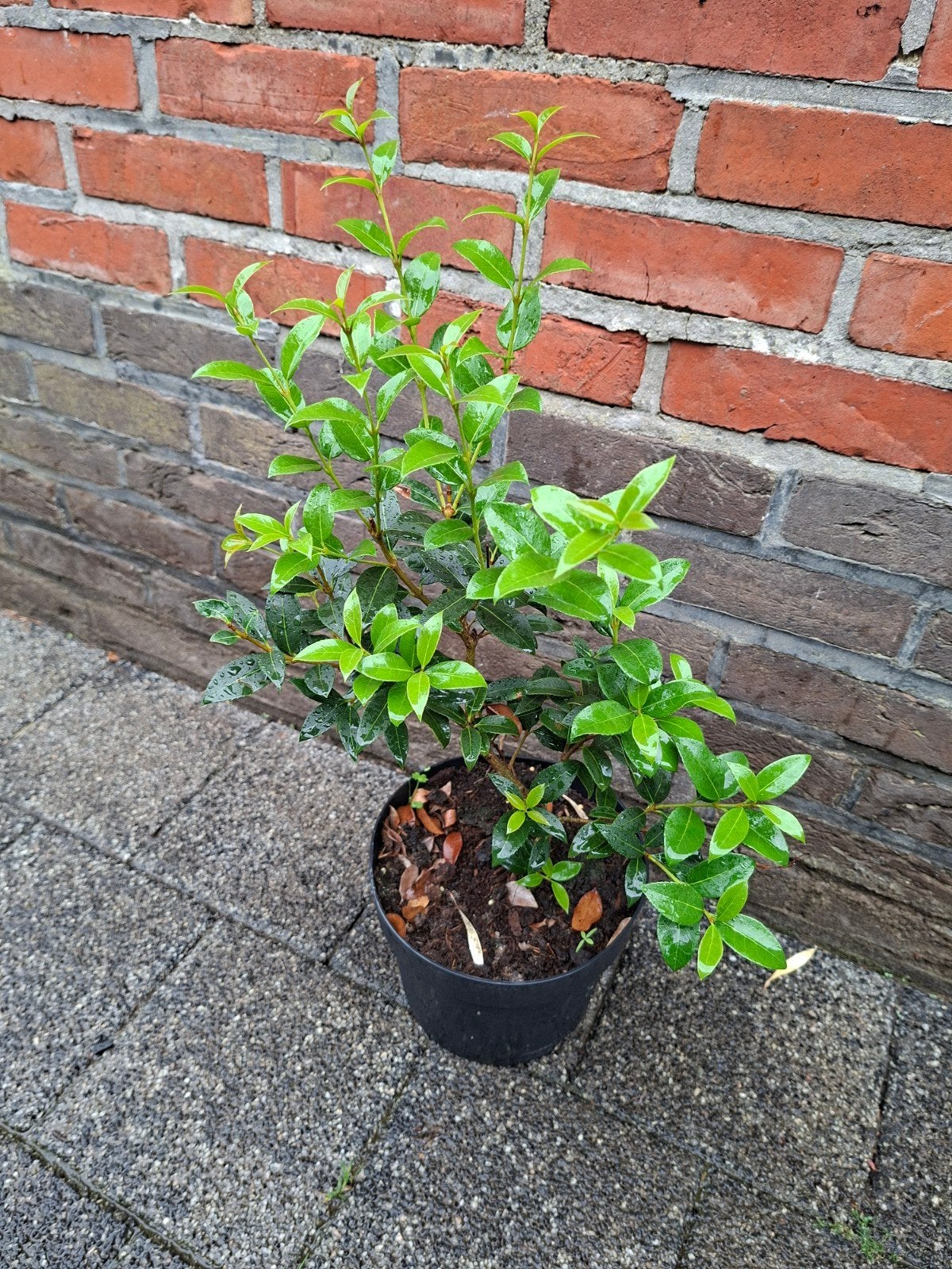 Osmanthus burkwoodii (20/30), Enlèvement, Haie