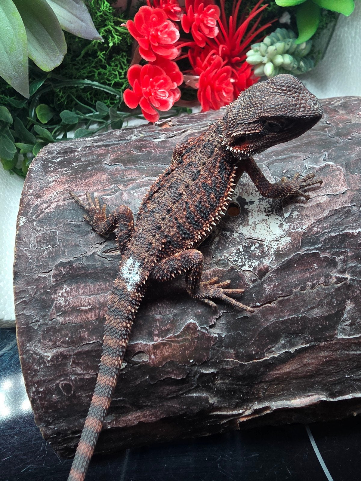 100% speciale red monster, het hypo vrouw
  Red Monster, het, Dieren en Toebehoren, Reptielen en Amfibieën