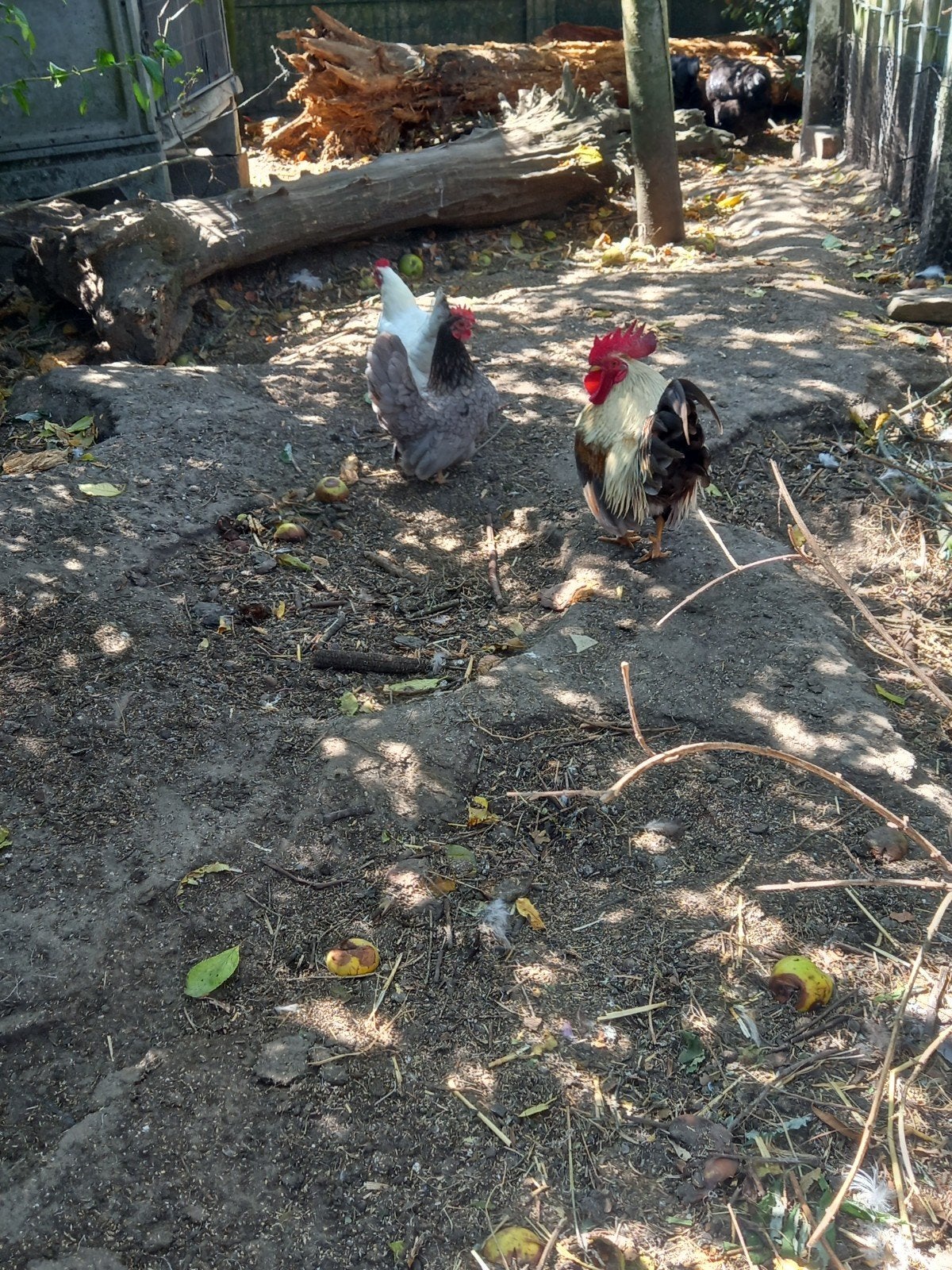 Chabo kipjes, Dieren en Toebehoren, Pluimvee