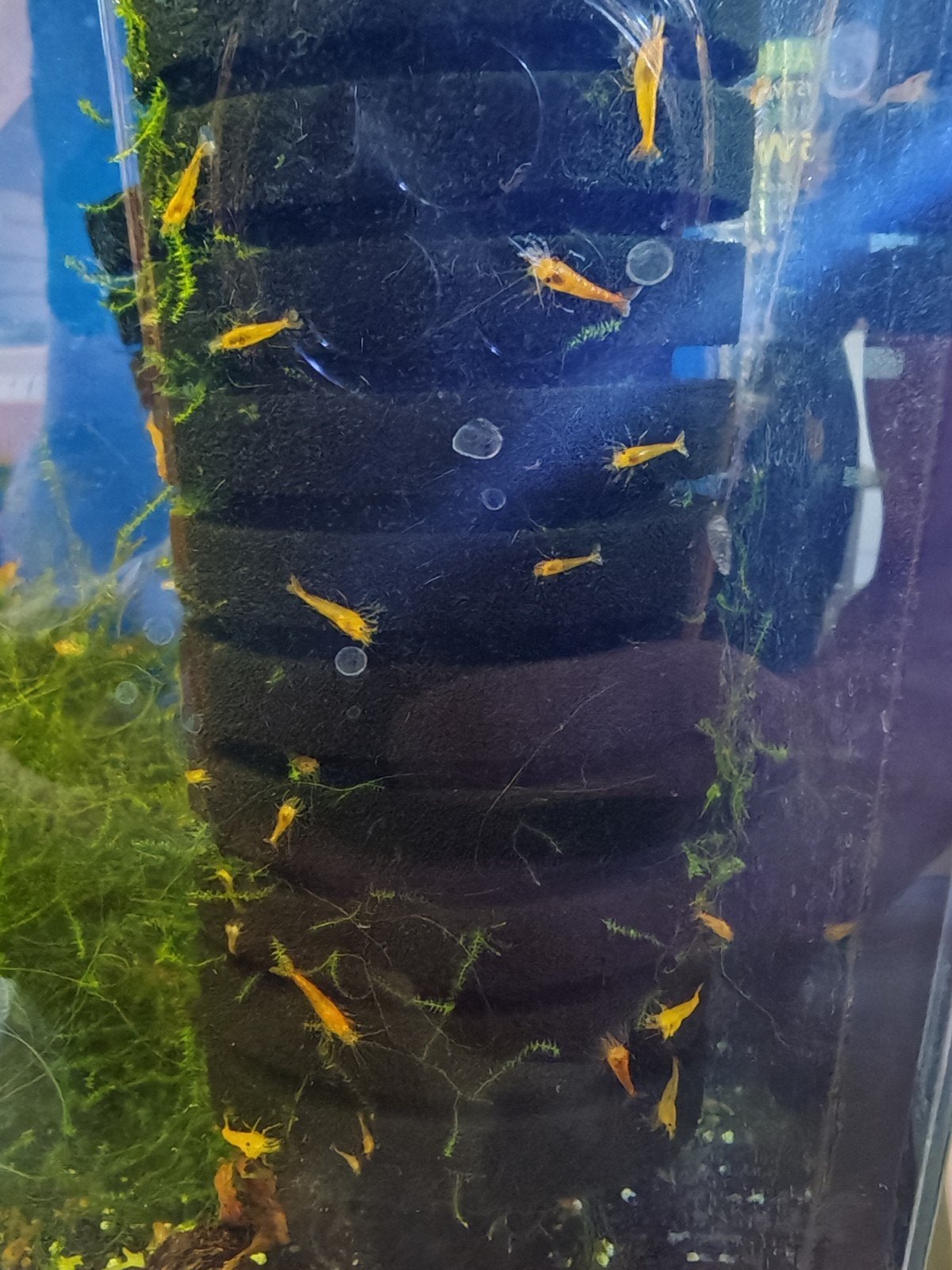 neocaridina orange