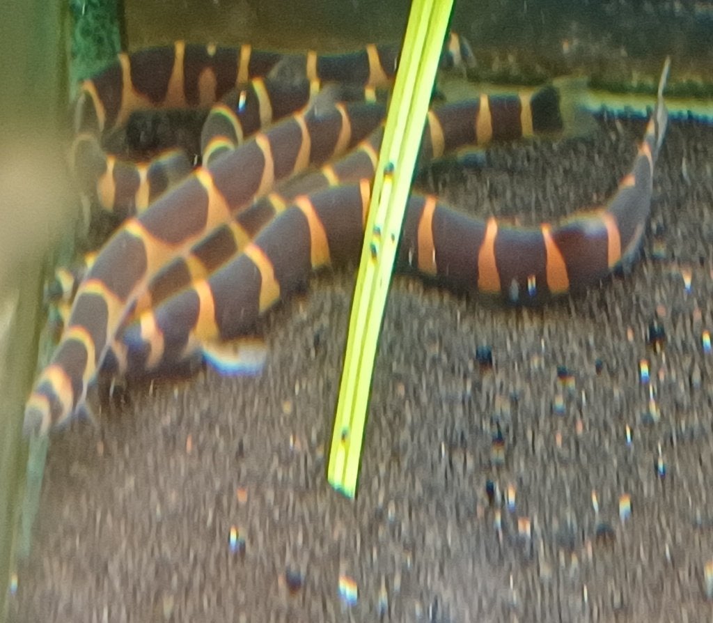Hobbyaquarium Pangio myersi – Reuze Kuhlii Zondag 12/17uur, Dieren en Toebehoren, Vis, Zoetwatervis, Schoolvis