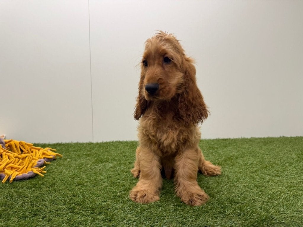 Engelse Cocker Spaniel pups