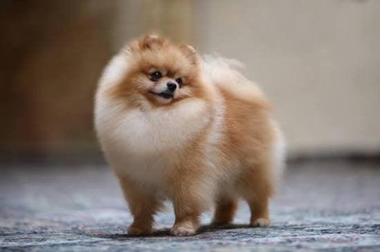 Pomeriaan dekreu gezocht, Dieren en Toebehoren, België, Particulier, Keeshond, Reu