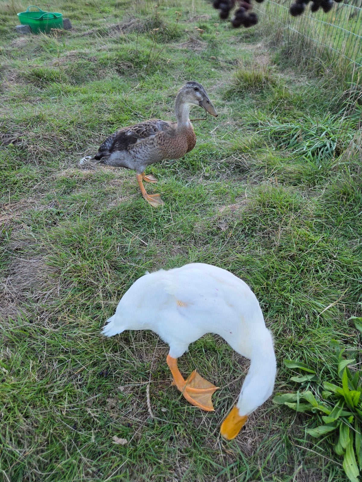 Loopeenden, Plusieurs animaux, Canard