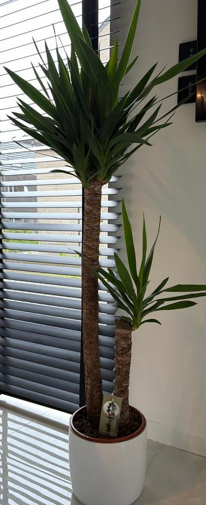 Yucca kamerplant pot incl, Huis en Inrichting, Kamerplanten, Ophalen, Yucca